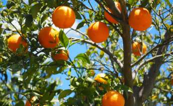 naranjas en el árbol