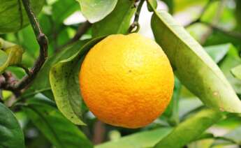 Una naranja. Foto: Pixabay.