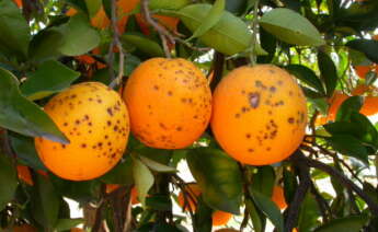 Naranjas valencianas afectadas por una plaga. Foto: AVA Asaja.