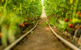 Un cultivo de tomates. Foto: Freepik.
