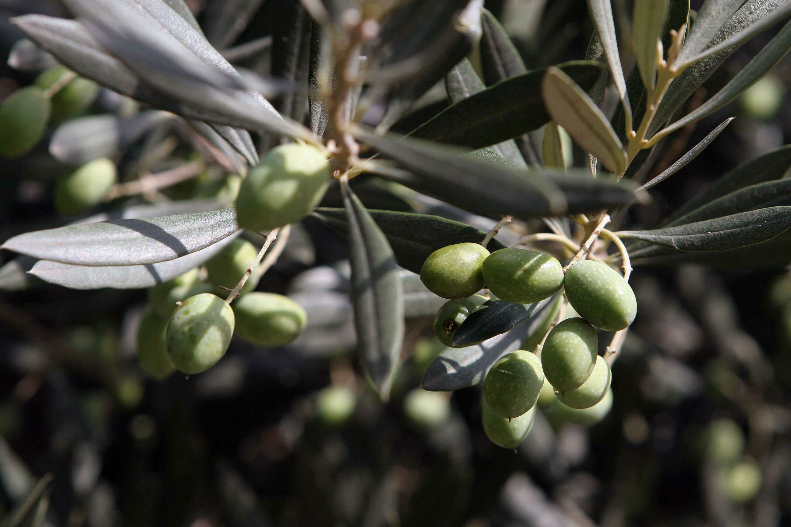 Imagen de olivos que simbolizan la sequía del campo valenciano