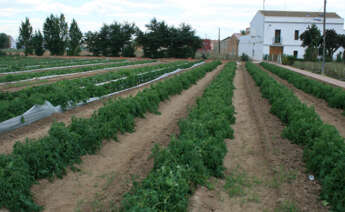 Huerta valenciana Foto: Ava-Asaja