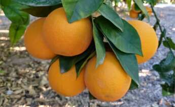Naranjas