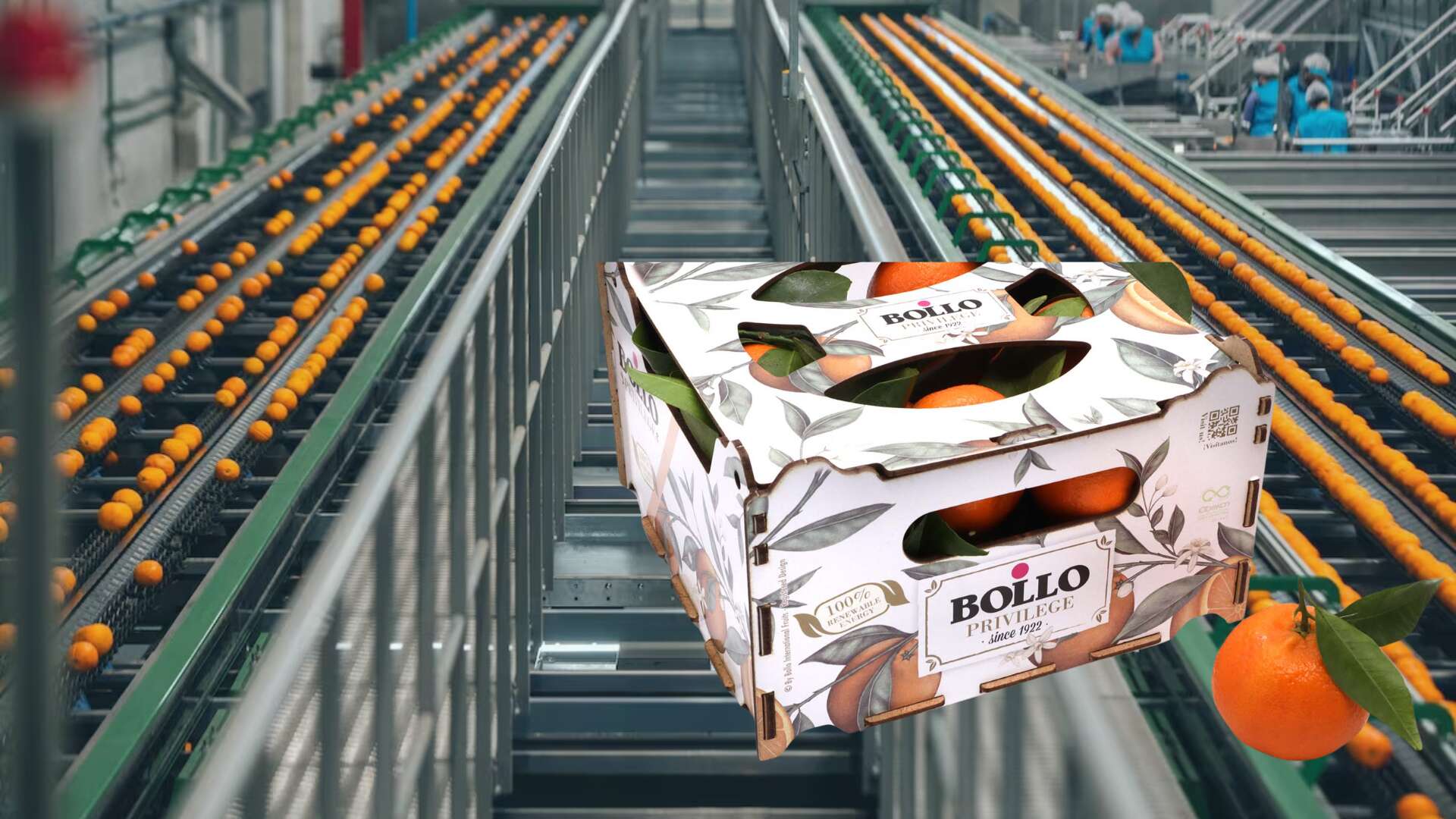 Cadena de producción de Bollo