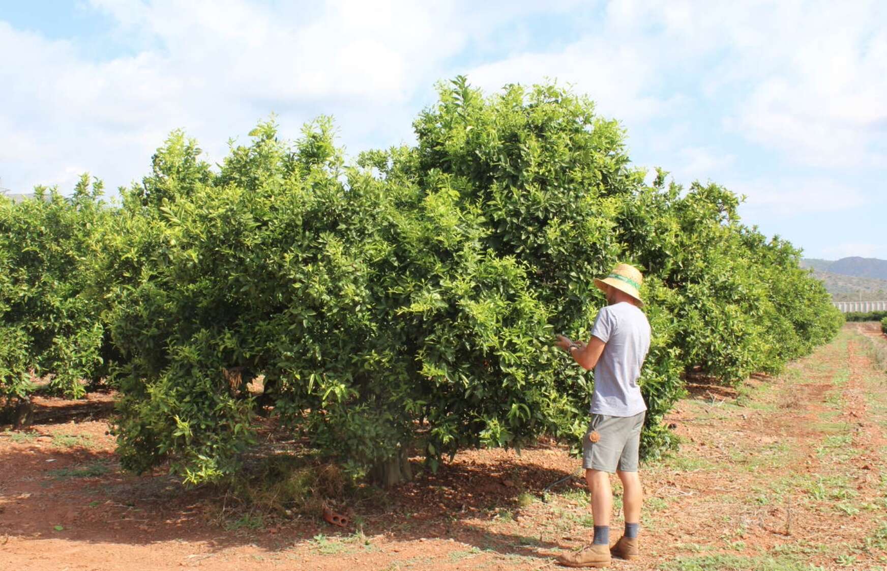Citricultor en los campos de la Comunidad Valenciana