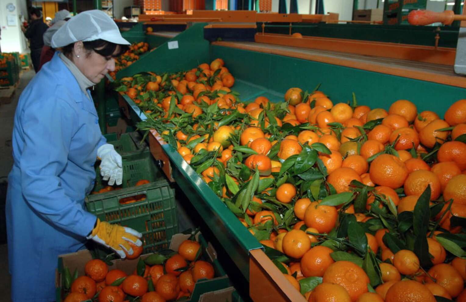 Sector agro en la Comunidad Valenciana