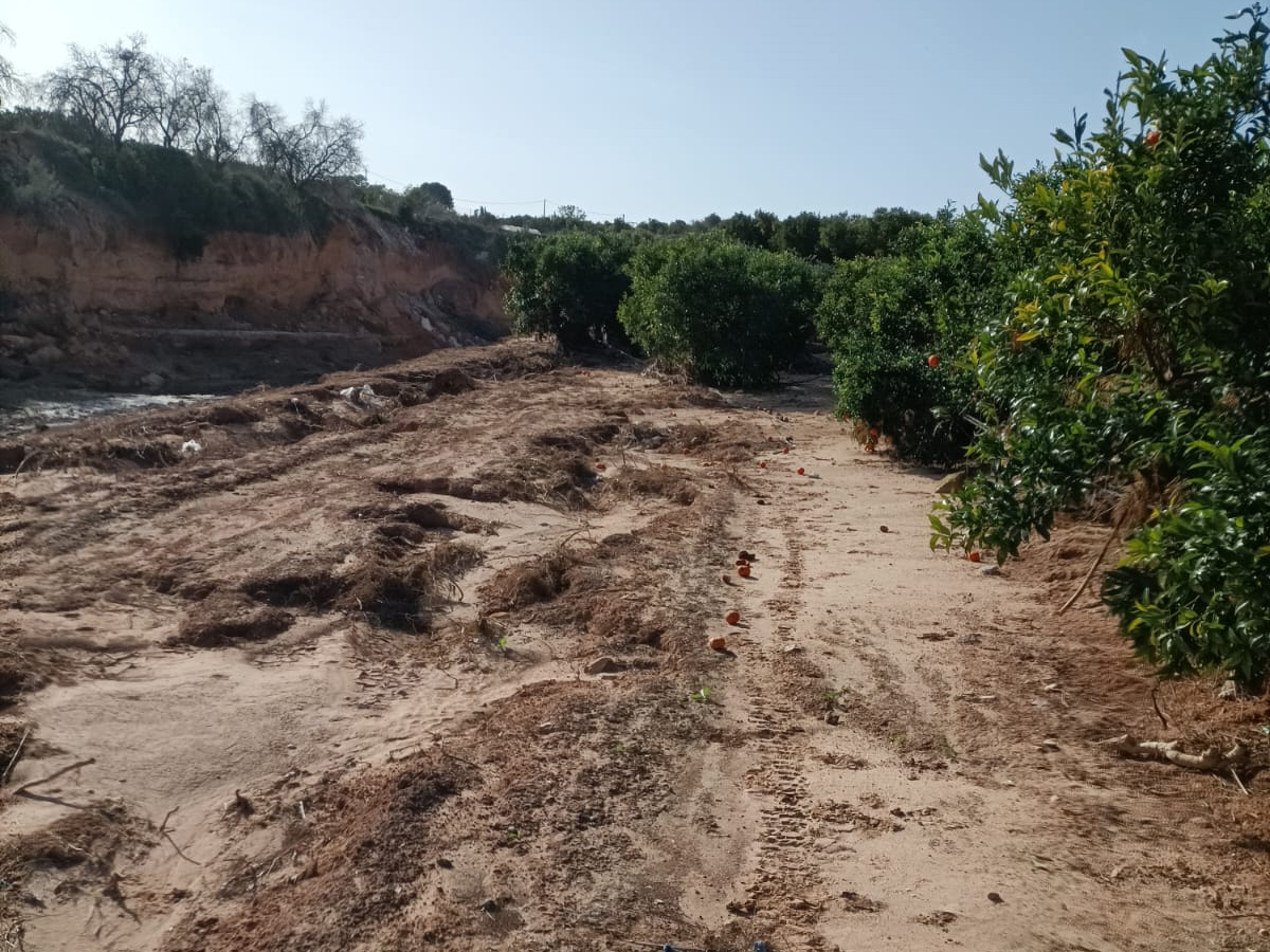 Campo dañado por la DANA en Torrent (Valencia)