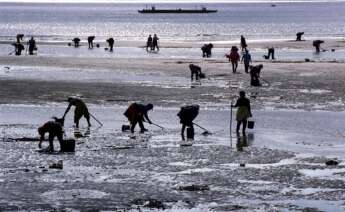 Mariscadoras trabajando. Foto: Xunta de Galicia