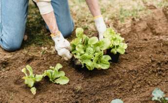 El total de hectáreas dedicadas a cultivos ecológicos en la comunidad representa solo el 3,6% del total de la superficie agraria utilizada