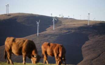 Varias vacas pastan frente a aerogeneradores en el Parque eólico de Montouto, de la Serra do Xistral, en la comarca de Terra Cha / Carlos Castro