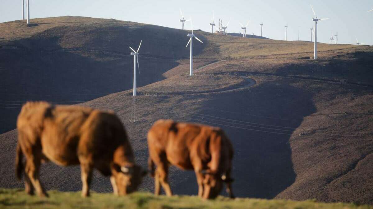 Varias vacas pastan frente a aerogeneradores en el Parque eólico de Montouto, de la Serra do Xistral, en la comarca de Terra Cha / Carlos Castro