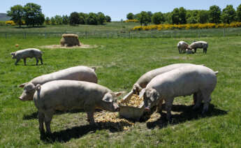 Imagen del ganado porcino de Coren alimentado a base de castañas