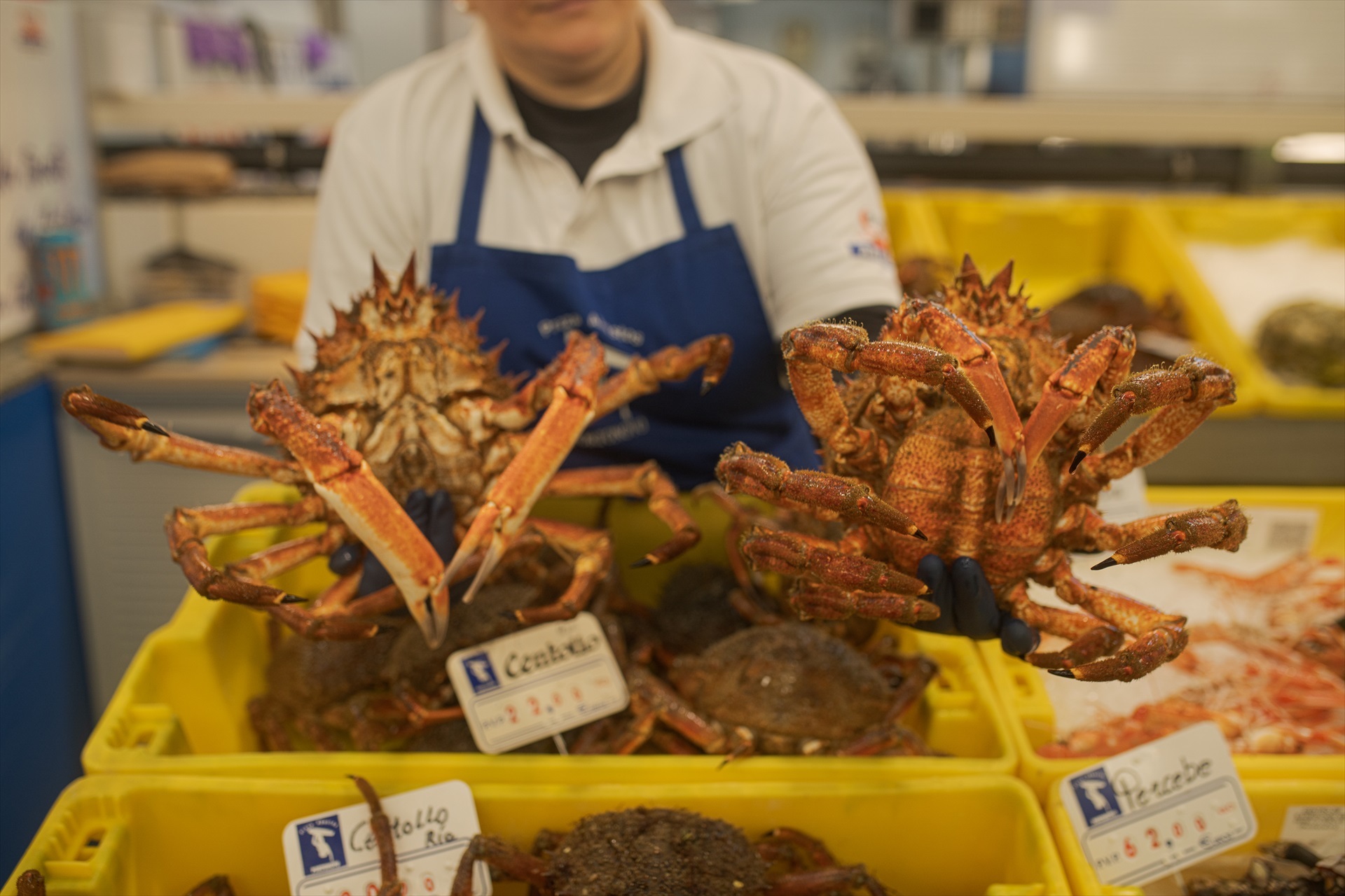 Pesca y venta de centollo en Pontevedra
