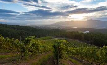 Viñedo de Terras Gauda