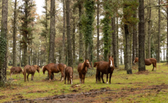 La finca forestal Panda da Dá, ubicada en As Pontes, es el principal modelo y laboratorio de gestión forestal de Finsa / Finsa