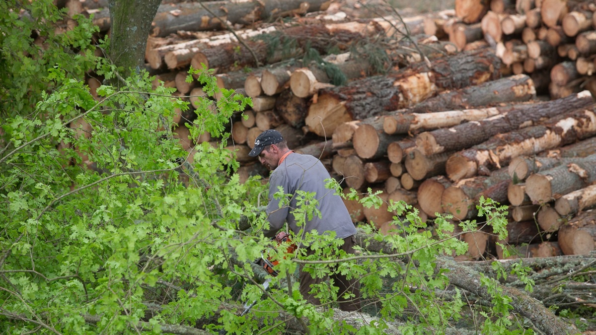 Tala de pinos en Lugo por la moratoria de la plantación del eucalipto