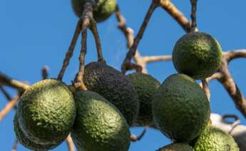Un aguacatero de la variedad Hass.