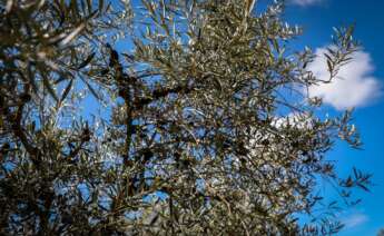 aceite de oliva