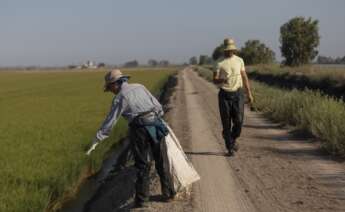 Un grupo de trabajadores durante su trabajo en un arrozal en Isla Mayor (Sevilla).