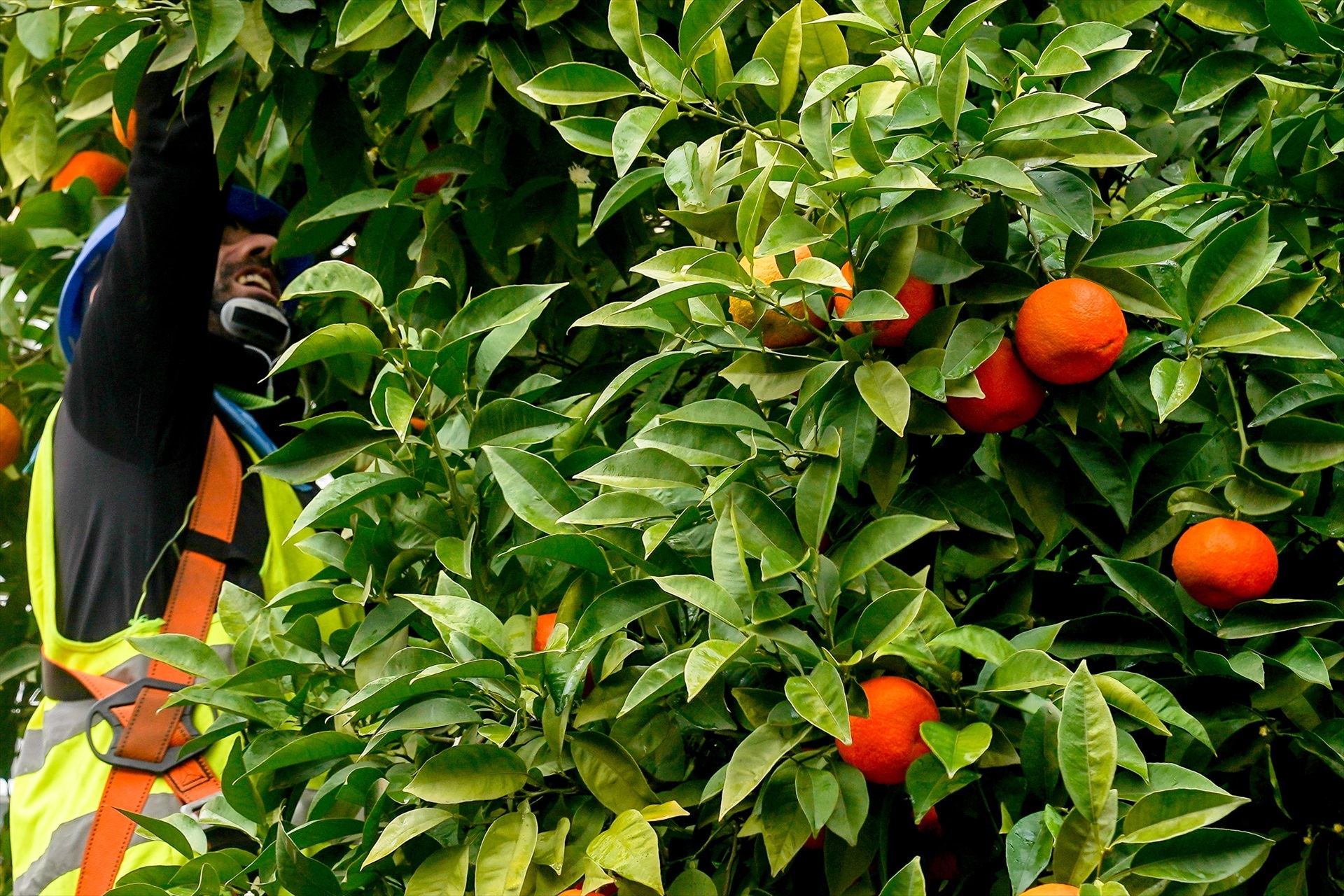 Operarios recogiendo naranjas en Sevilla.