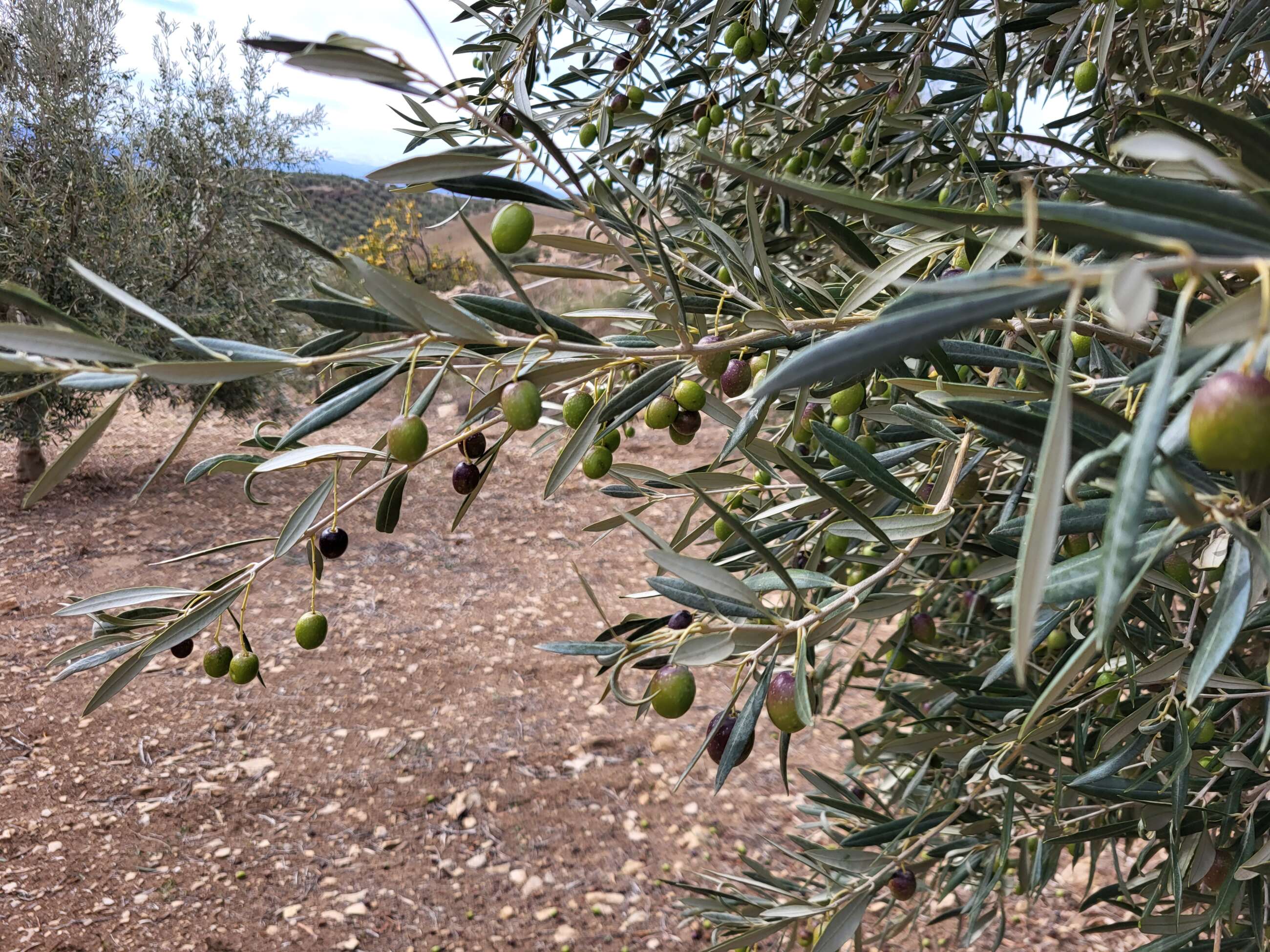 Olivar en Antequera (Málaga) de las plantaciones de Dcoop.