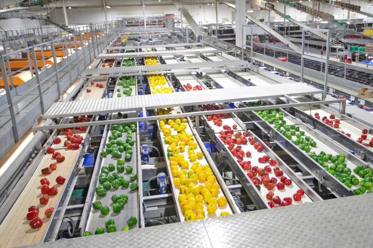 Líneas de clasificación y envasado de pimiento en una cooperativa perteneciente a Unica Group.
