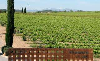 Viñedo de Vilarnau en la provincia de Barcelona, ahora segregado de la matriz de González Byass.