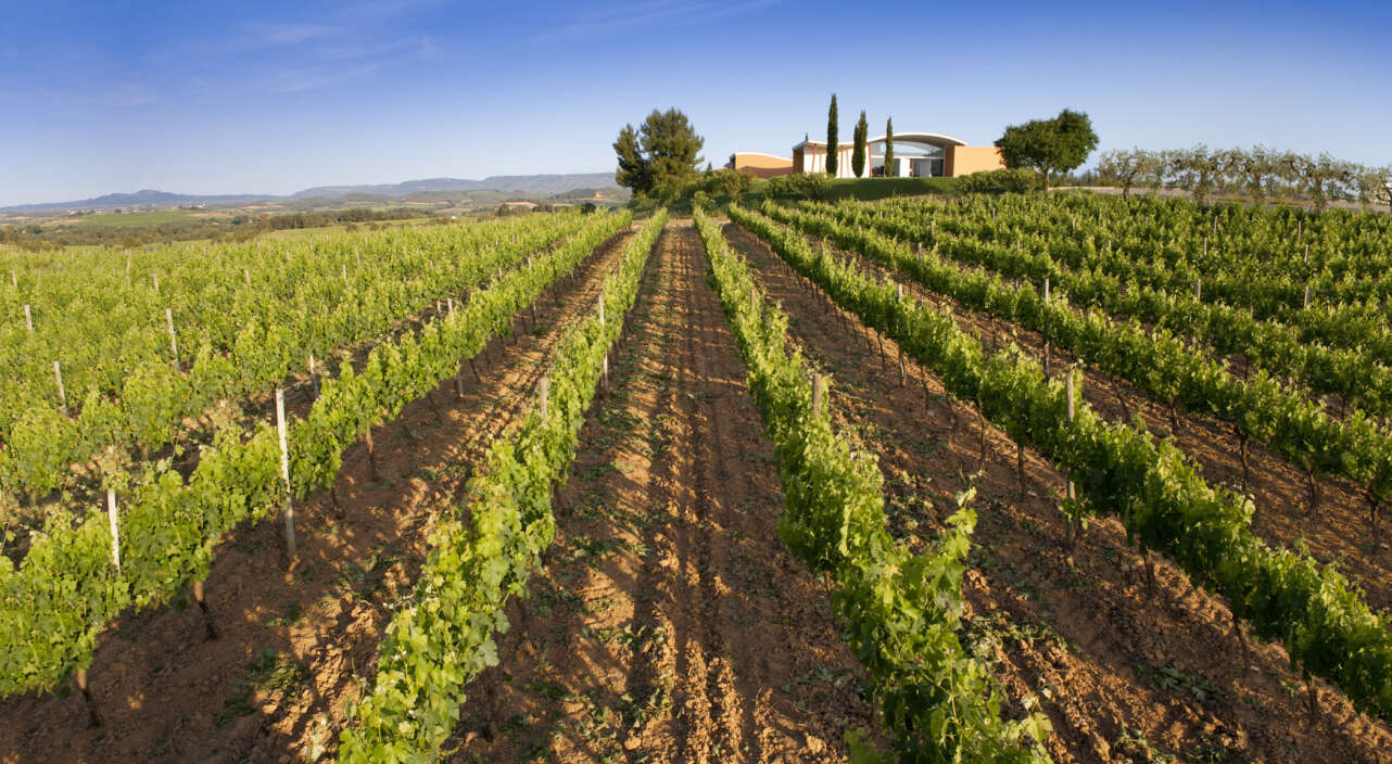 Celler Jean Leon