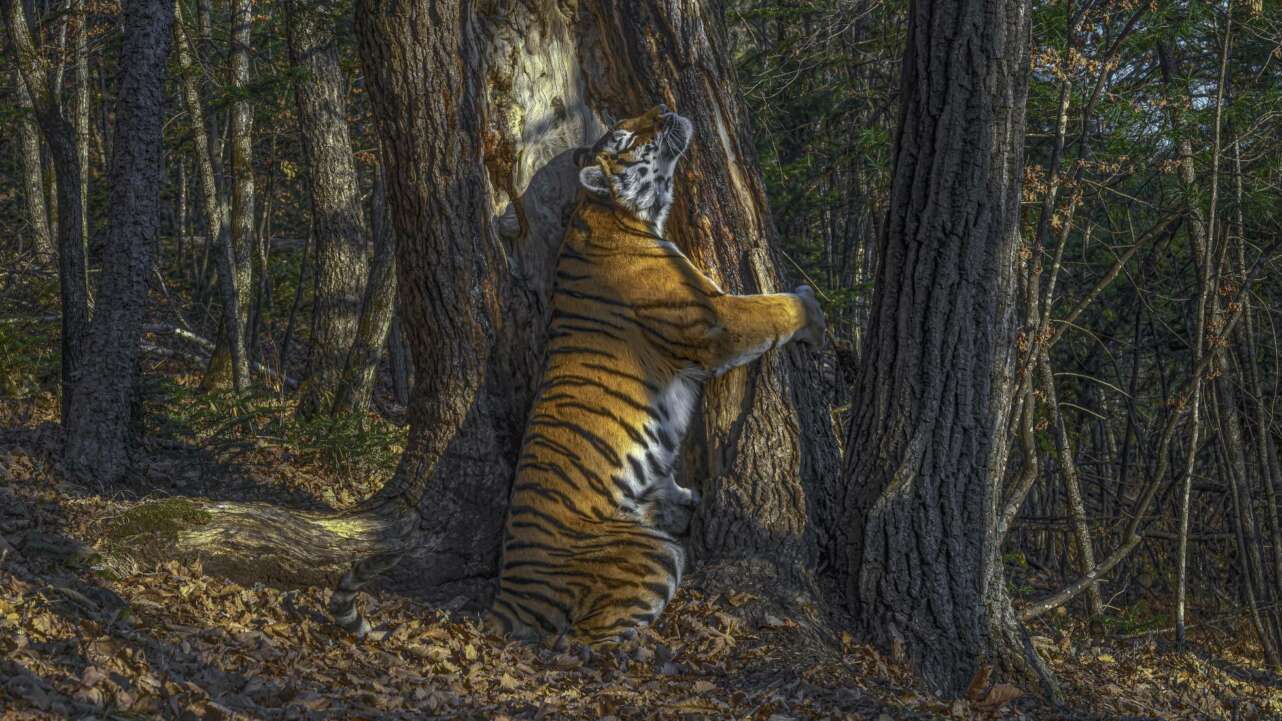 Sergey Gorshkov Wildlife Photographer of the Year 2020