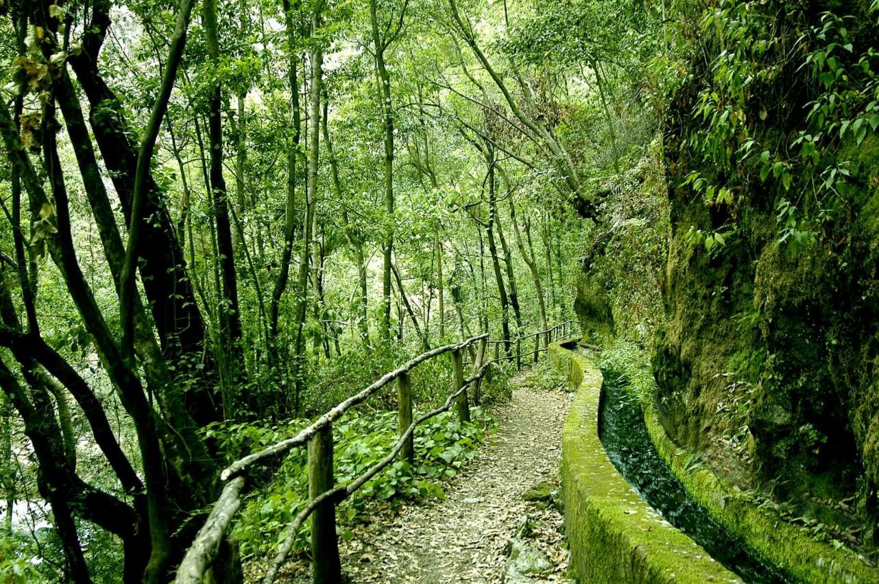 Bosque de Los Tilos, La Palma. Foto: P. Fernández.
