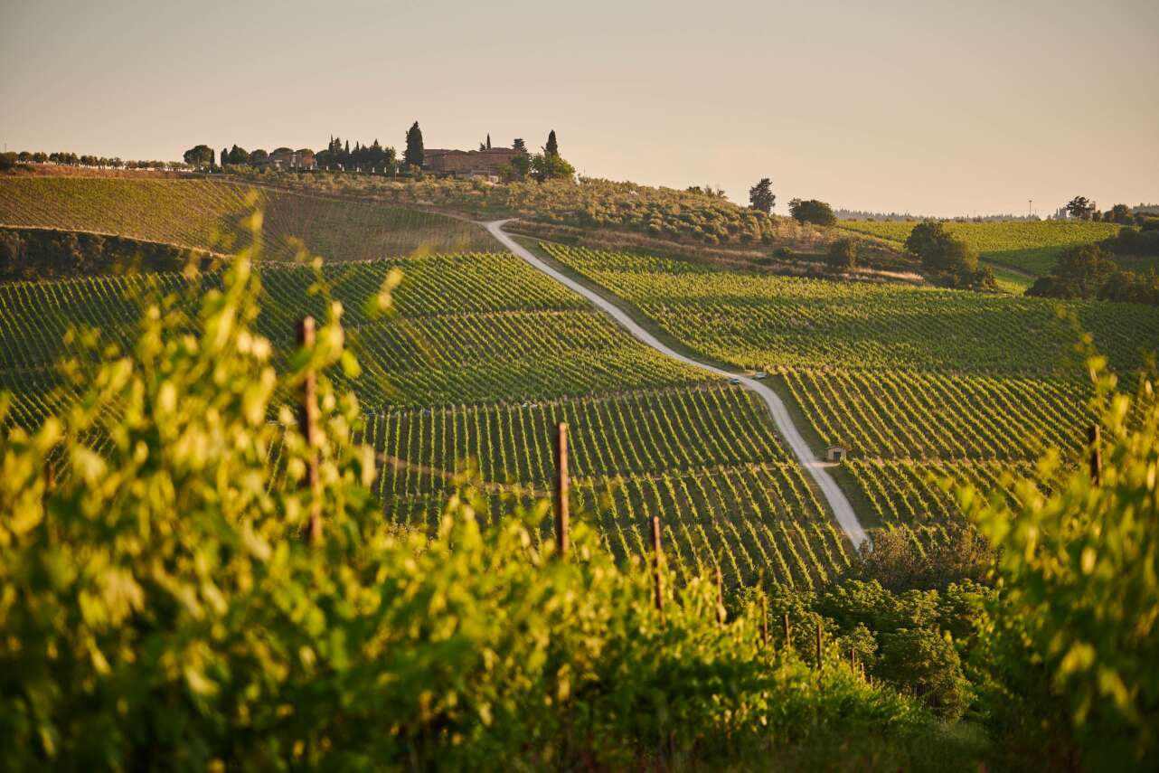 VIñedos en Italia