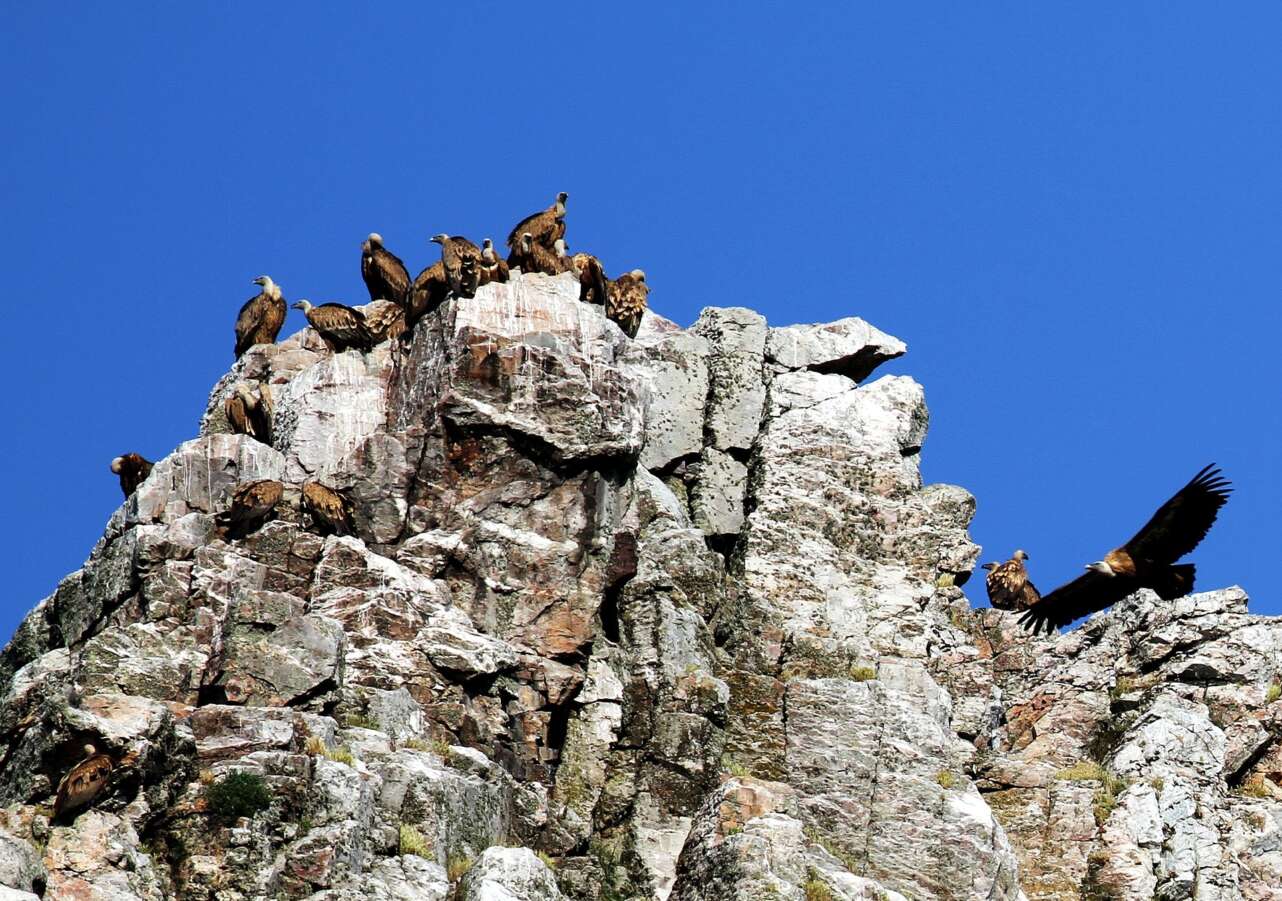 turismo ornitológico