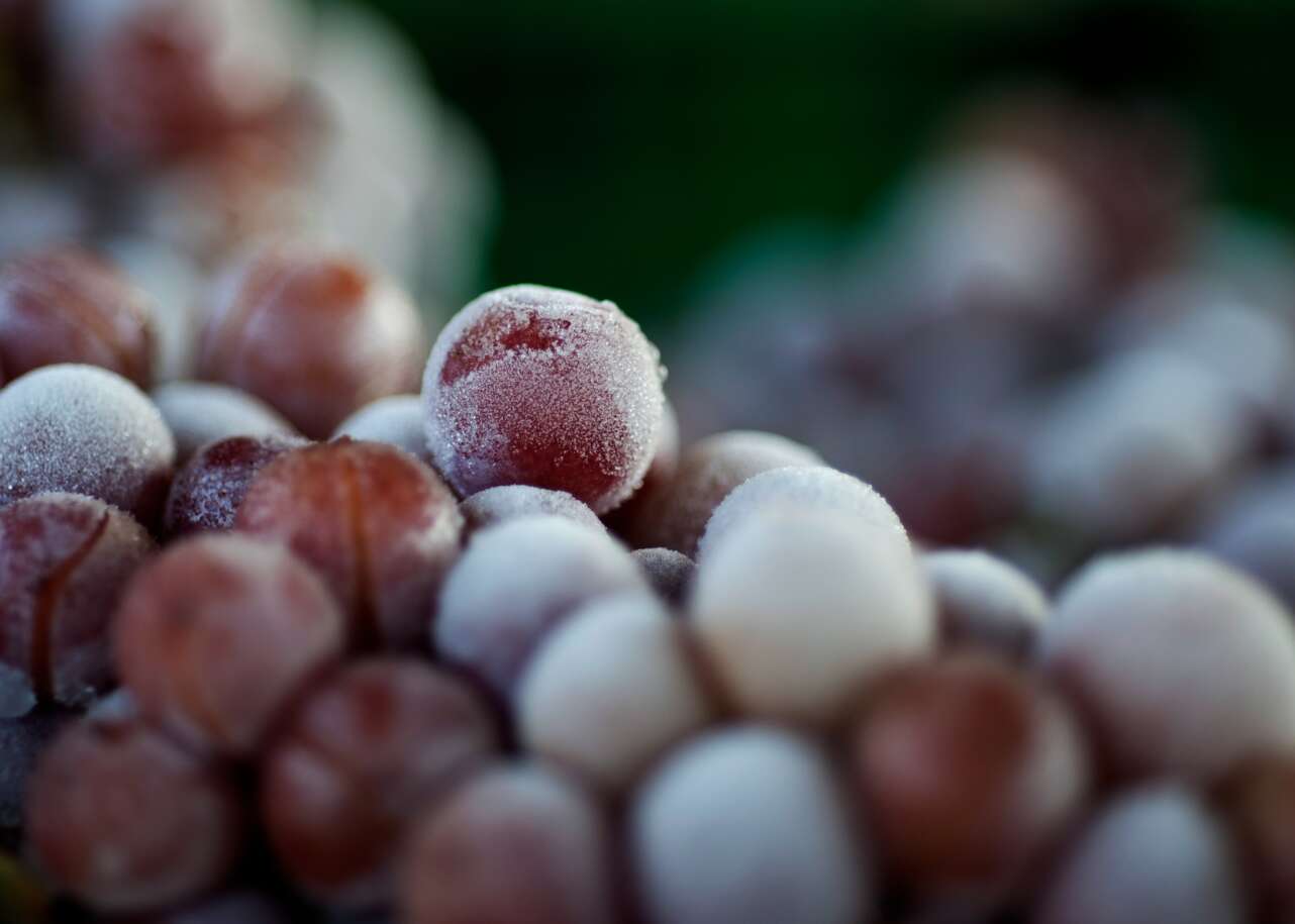Uvas congeladas con las que se elabora el vino de hielo.