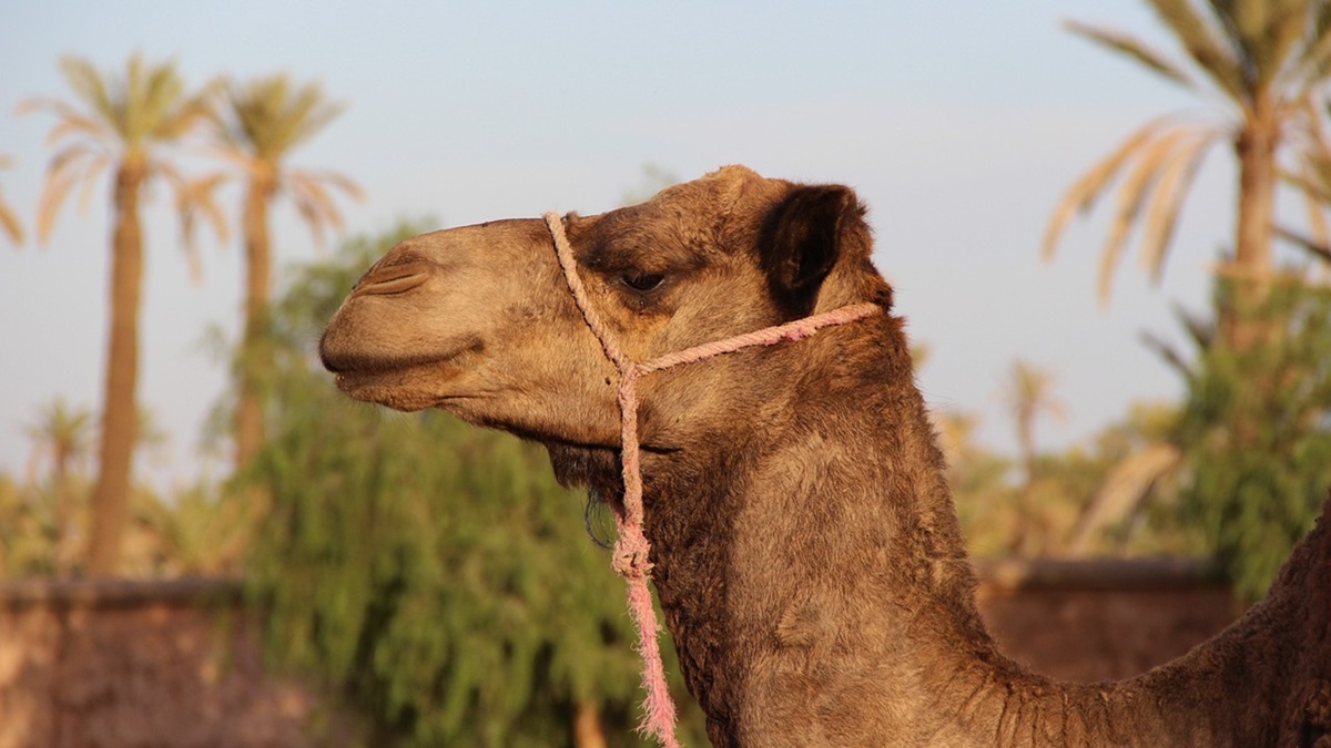 Un camello en Marrakech